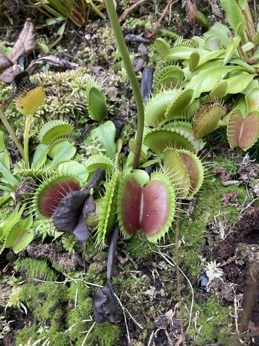 Graines dionaea muscipula - graines, de