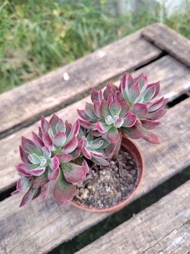 Echeveria devotion big - echeveria, "devotion"