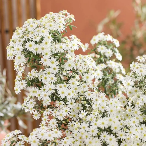 Olearia phlogopappa spring - olearia, 'spring