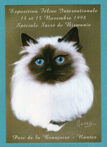 Chat sacré birmanie - :,
