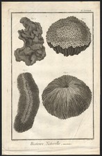 1768 Gravure originale Corail