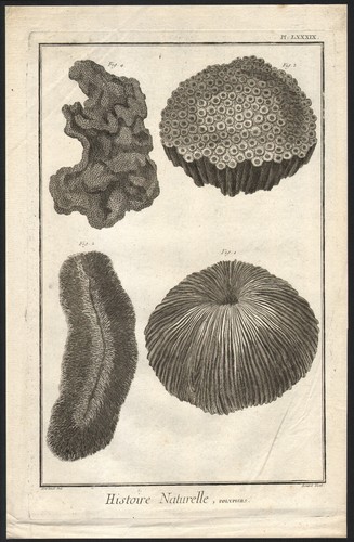 1768 gravure originale corail - gravure,