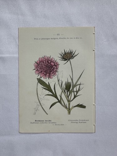 Planche botanique france - planche,