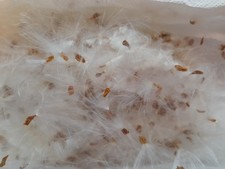  PERRUCHES - PERROQUETS