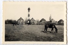 Paysage champ cheval pylone maisons - photo ancienne an. 1950
