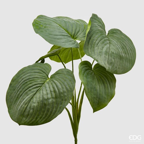 Mazzo hosta 66 vert - mazzo, h.66