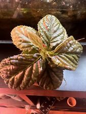 Labisia sp. Black, Rare Tropical Shrub 3" Pot,terrarium Vivarium Plant, Orchids