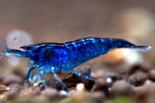 Crevettes caridines bleues - 12,