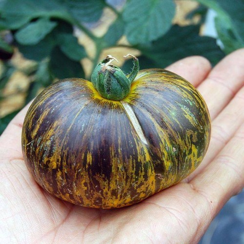 Tomate zèbre bleue - -, 5+