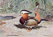 3093 Kuhnert 1916 - Mandarin