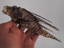 curiosité , taxidermie 