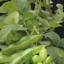 Soja Potager Edamame Fiskeby V