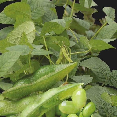 Soja potager edamame fiskeby - potager,