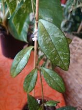 Hoya Crassipetiolata Splash