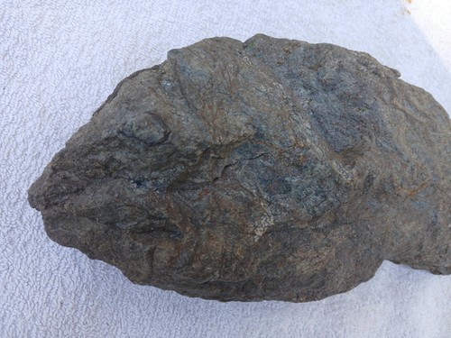 Poisson fossile 1kg cm - 1kg, 22