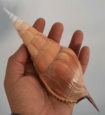 curiosité , taxidermie ,Coquillage : Superbe Tibia Insulaechorab