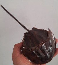 curiosité , taxidermie