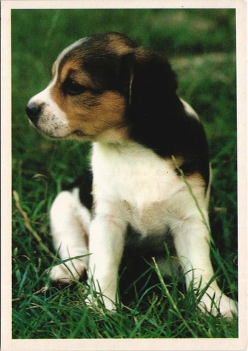Cpa beagle dog - cpa,