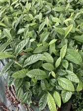 Neflier du Japon, Eriobotrya