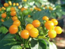 25 Graines de Piment Aji