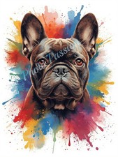 Photo A4 Bouledogue Français