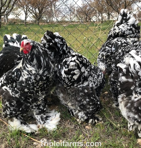Giant large fowl - fowl, ~assorted
