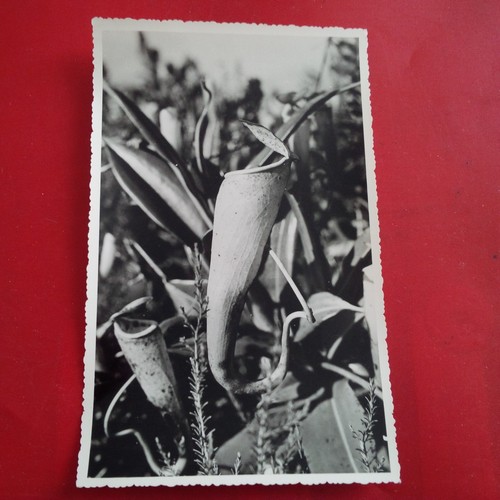 Photo fleur madagascar stavy - photo,
