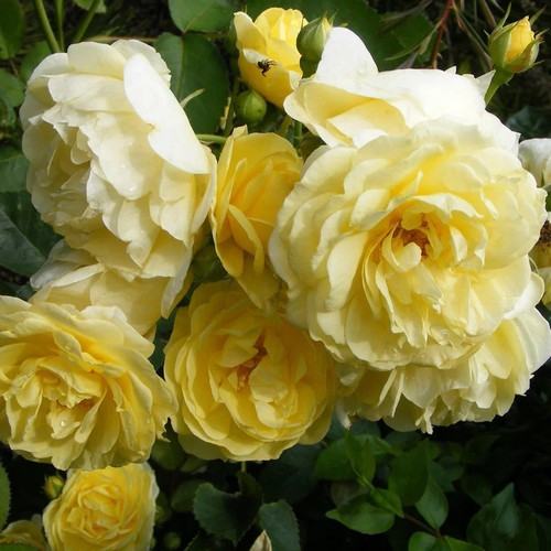 Rosa the fairy yellow - fairy,
