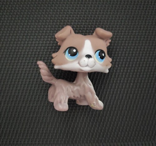Petshop chien colley - n°, 67