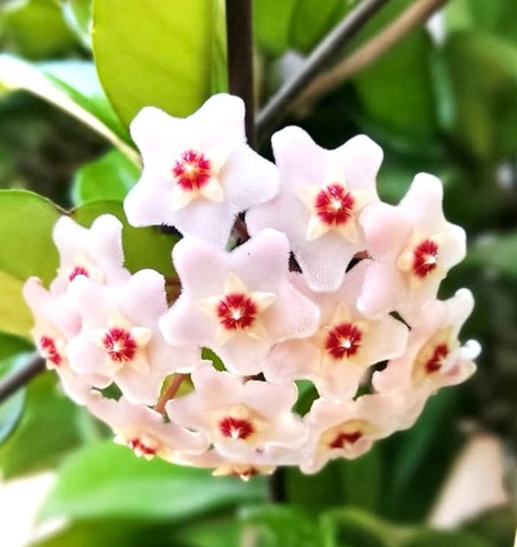 Hoya carnosa 10cm wax - |,