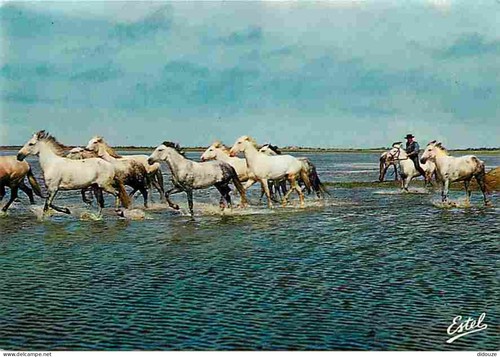 Carte postale animaux - carte,