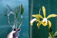 Cattleya forbesii,  orchidée