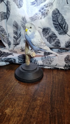 Perruche ondulée taxidermie - ,