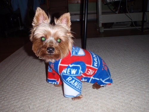 New york rangers - york, dog