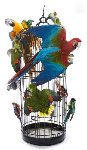 Quatorze magnifiques oiseaux