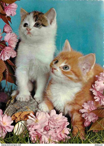 Carte postale animaux - animaux,