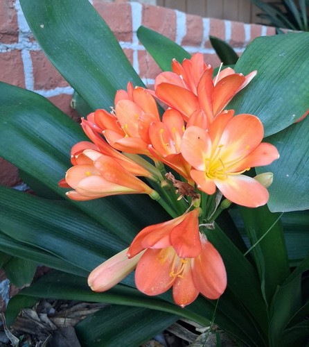 Clivia orange bush lily - lily,