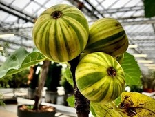 Ficus carica 'Panachée' / Figuier Panachée / Conteneur de 2 à 2.9 litres