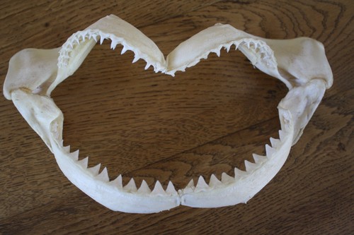 Mâchoire requin pièce - requin,