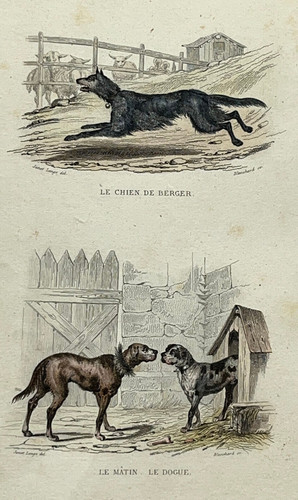 Chien berger matin dogue - berger,