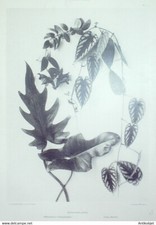 Philodendron Cardiophyllum