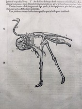 Toucan 1585 Ornithologie