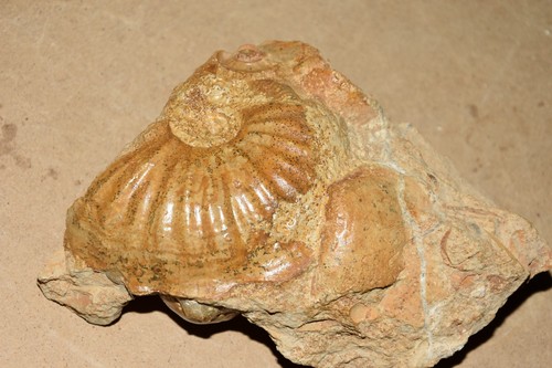 Ammonites sur bloc du - 2,