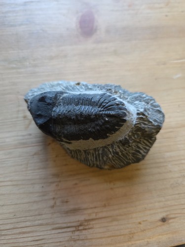 Fossile trilobite - de,