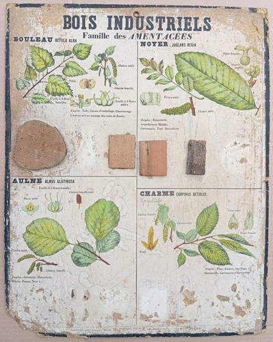 Rare very old deyrolle - old,
