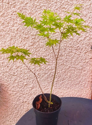 Erable japon acer - japon,