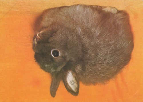 Carte postale lapin nain - carte,