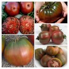 MÉLANGE DE GRAINES DE TOMATE