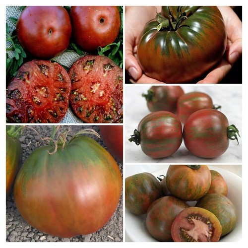 Mélange graines tomate - graines,