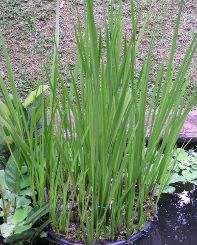 Acore odorant acorus calamus